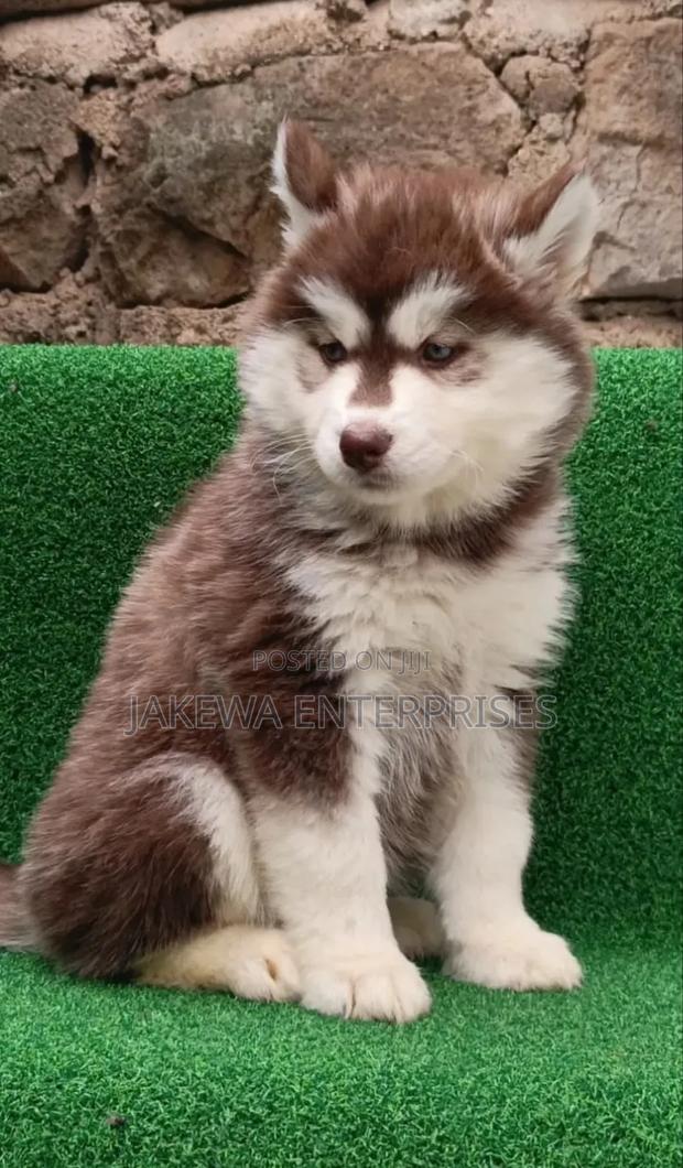1-3 months Male Purebred Siberian Husky - main view