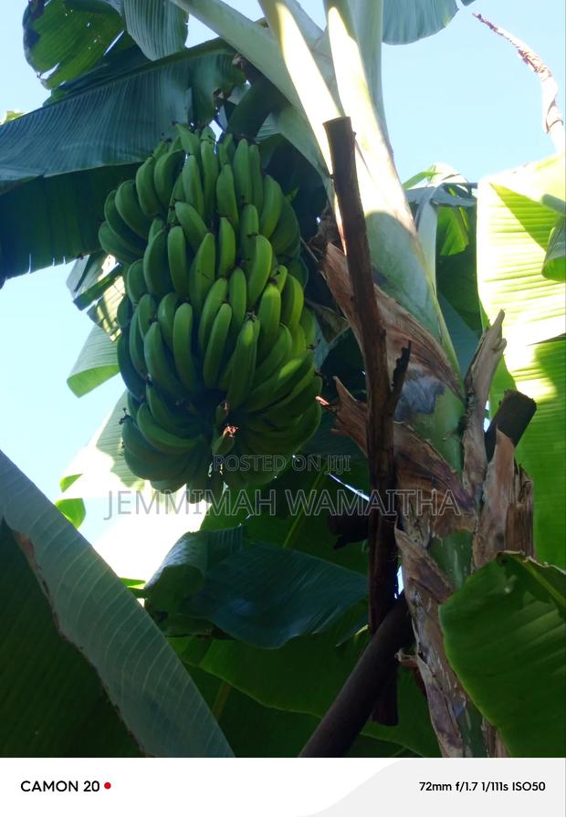 Other Banana Suckers - thumbnail 3