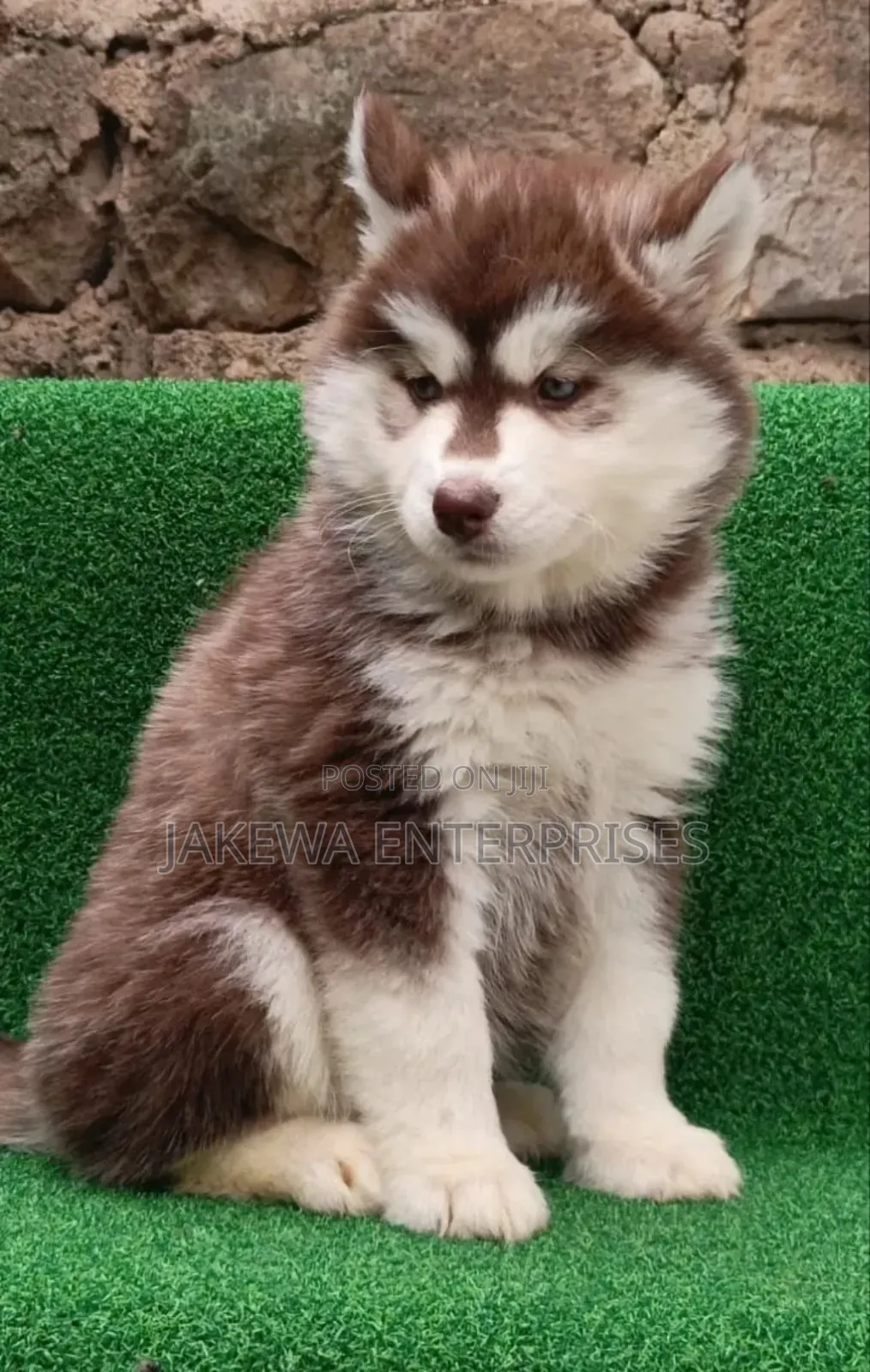 1-3 months Male Purebred Siberian Husky
