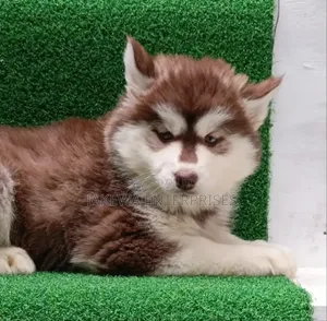 1-3 months Male Purebred Siberian Husky