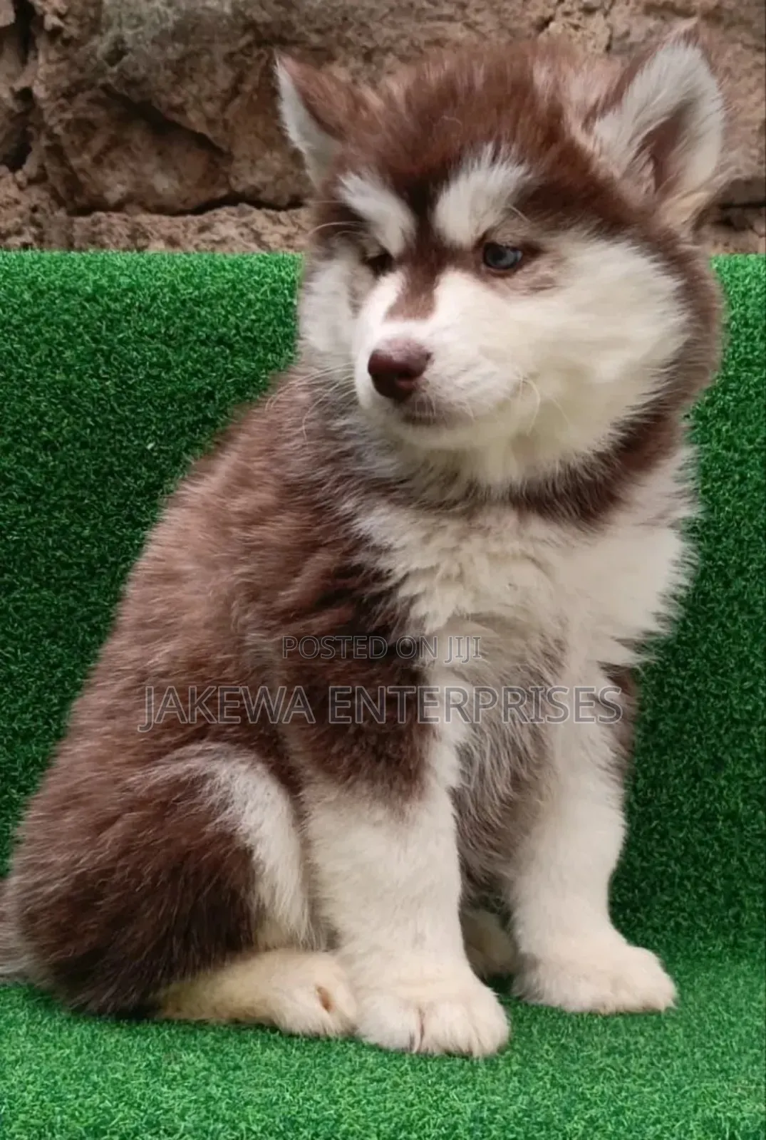 1-3 months Male Purebred Siberian Husky