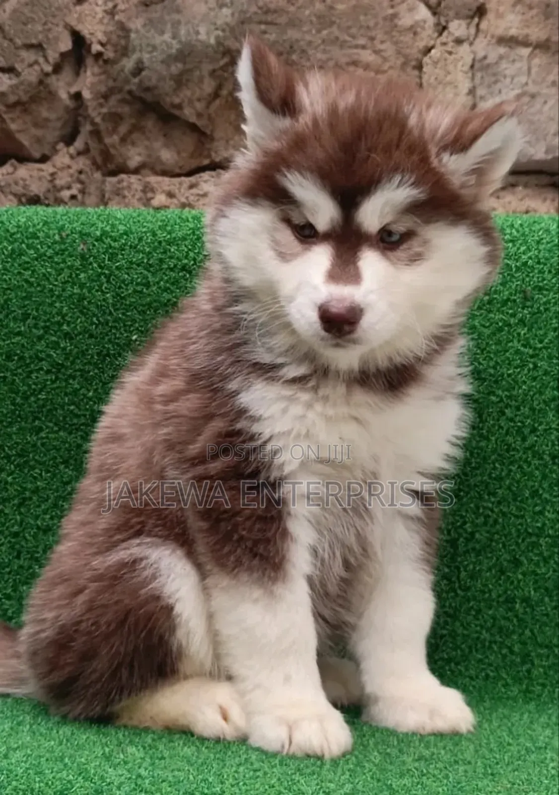 1-3 months Male Purebred Siberian Husky