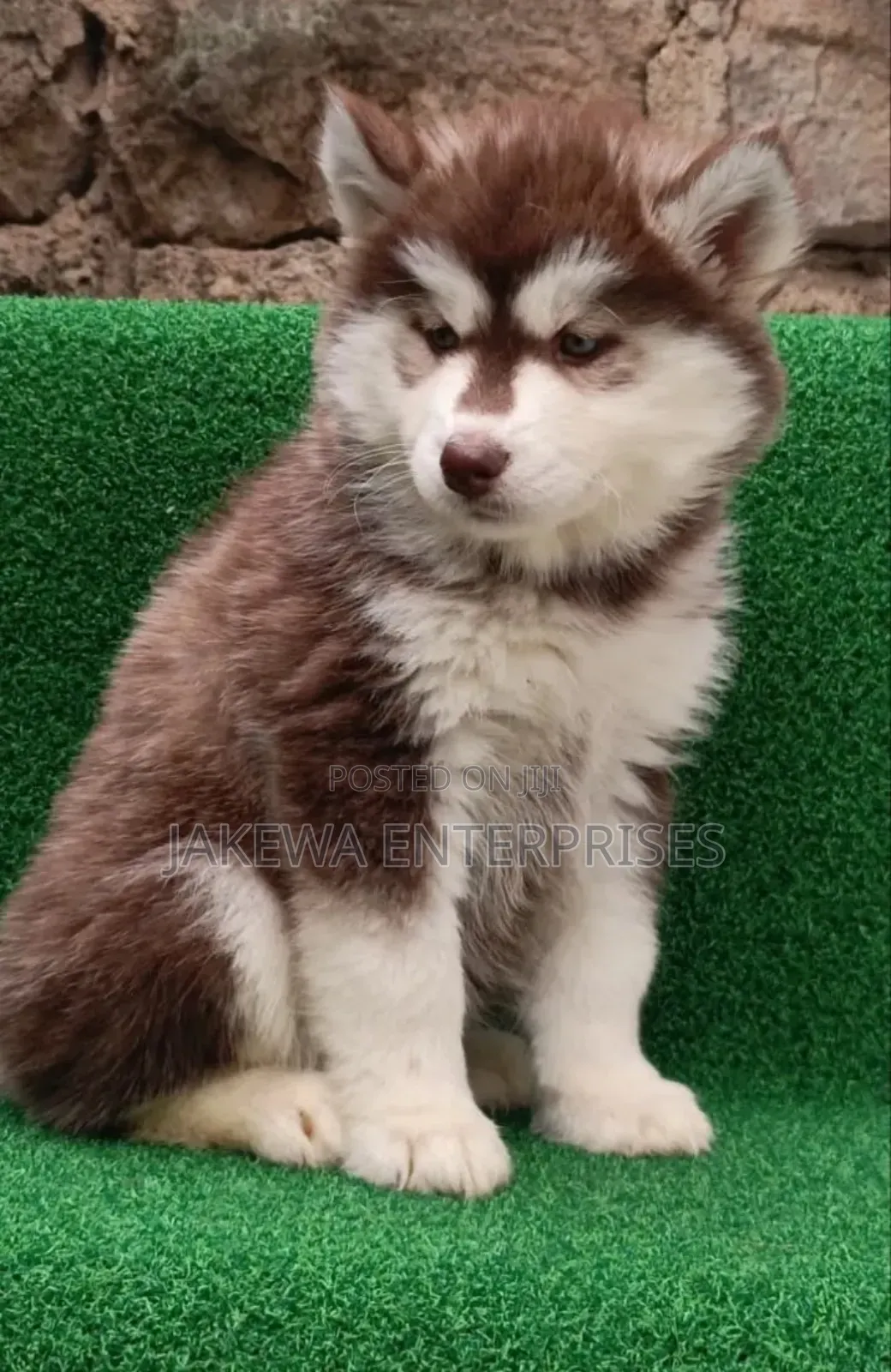 1-3 months Male Purebred Siberian Husky