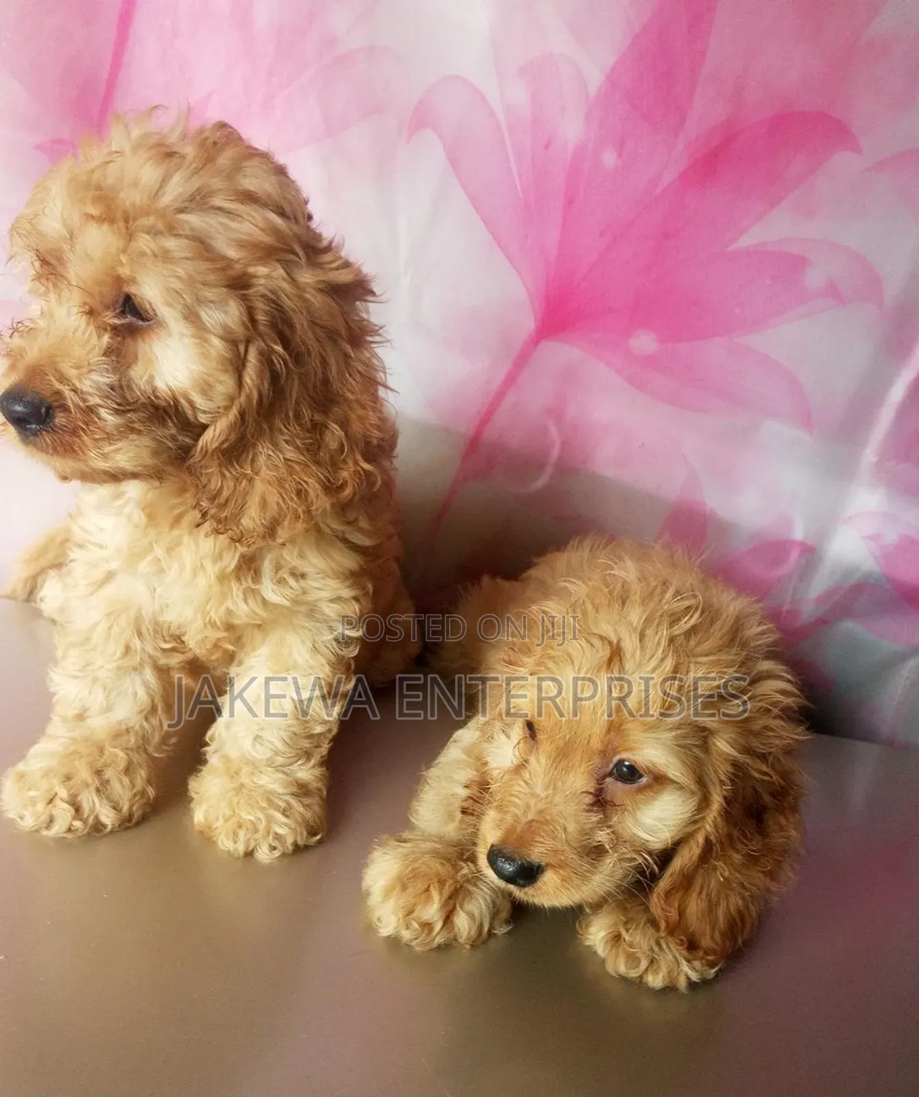 1-3 months Male Purebred Cockapoo