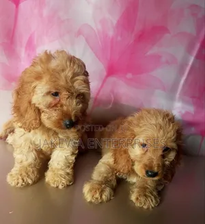 1-3 months Female Purebred Cockapoo