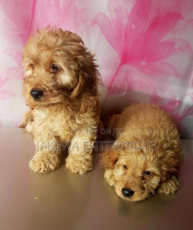 1-3 months Male Purebred Cockapoo