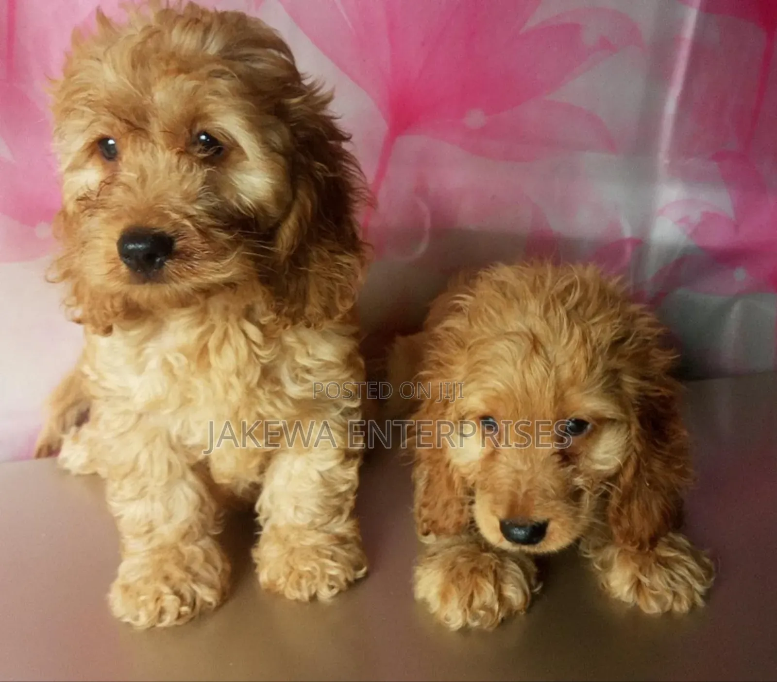1-3 months Female Purebred Cockapoo