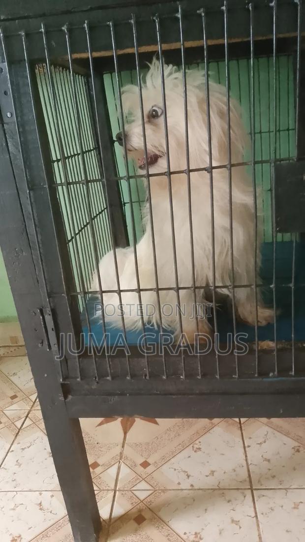 1+ year Female Purebred Maltese