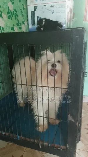1+ year Female Purebred Maltese