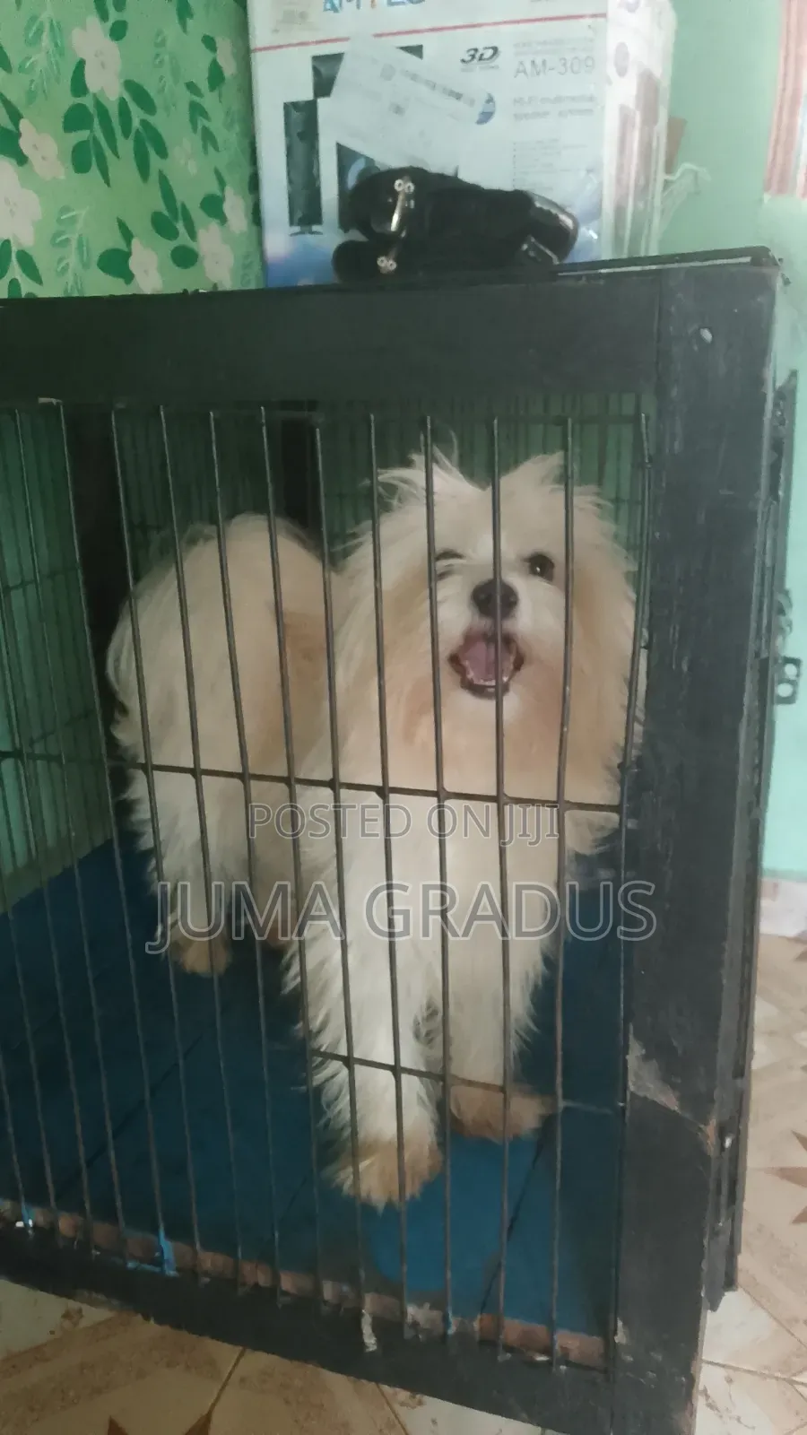 1+ year Female Purebred Maltese