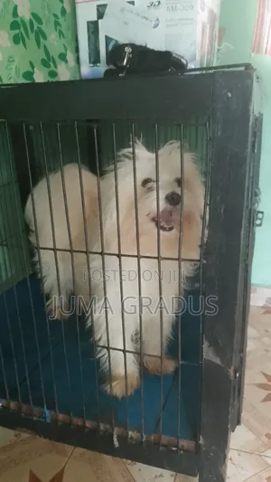 1+ year Female Purebred Maltese