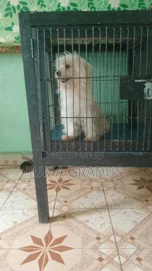 1+ year Female Purebred Maltese