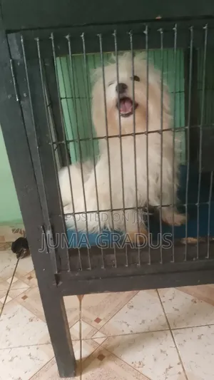 1+ year Female Purebred Maltese
