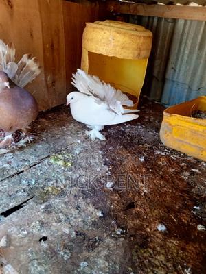 Selling Pigeon - main view