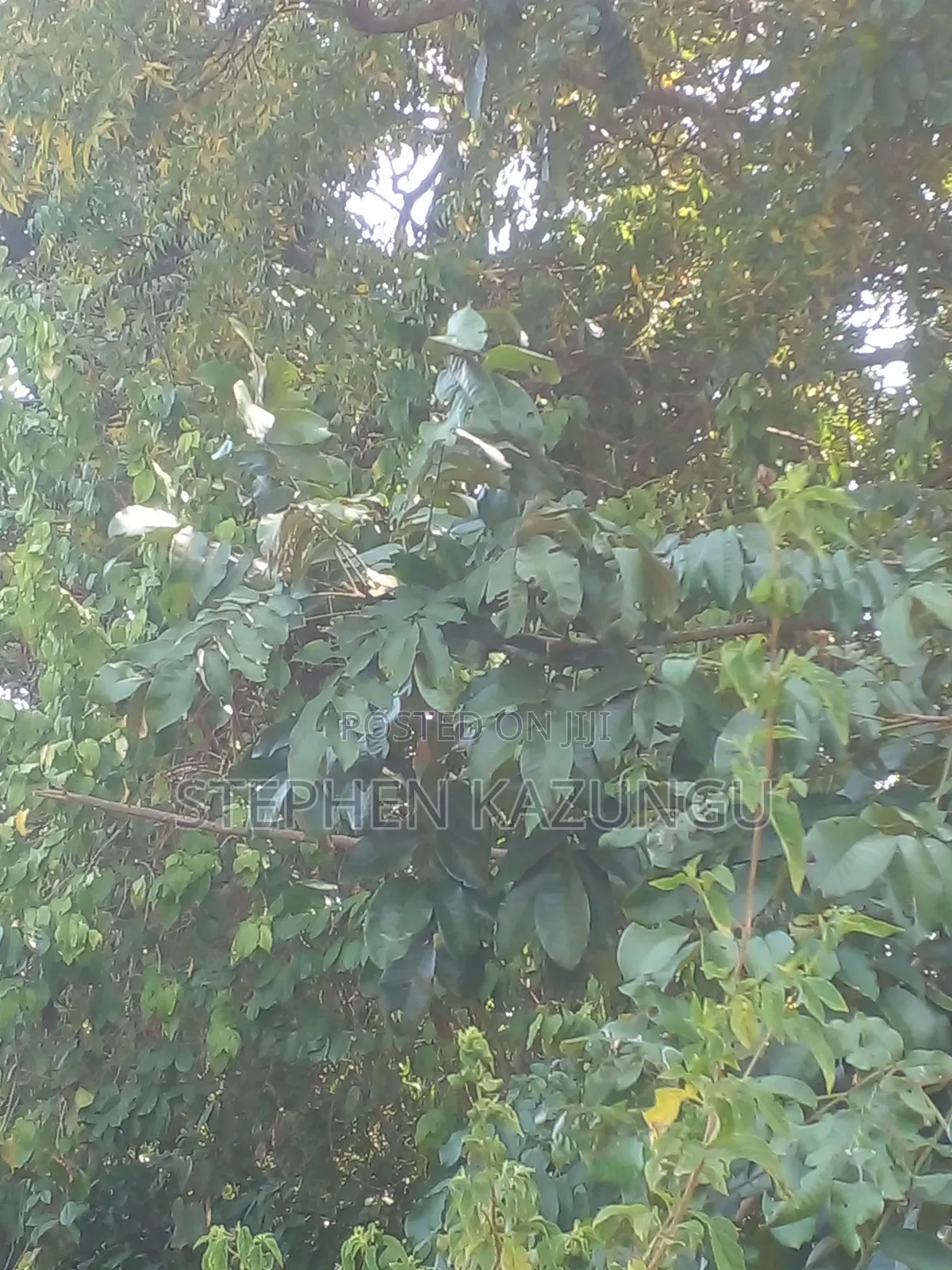 1/2 Acre Plot on Sale in Kinondo Beach Wing