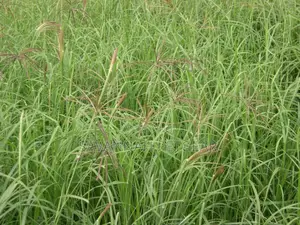 Boma Rhodes Grass (Pasture Seed)