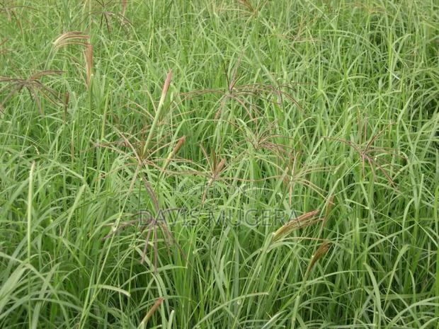 Boma Rhodes Grass (Pasture Seed) - thumbnail 3