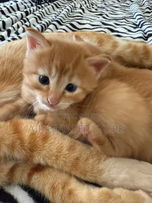 1-3 months Male Mixed Breed American Curl
