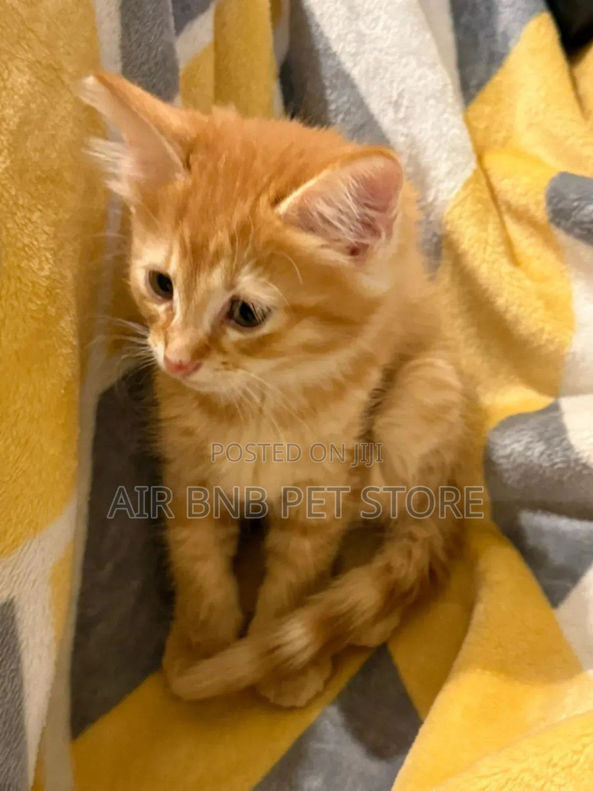 1-3 months Male Mixed Breed American Curl