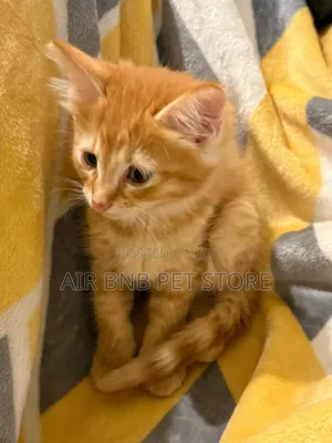 1-3 months Male Mixed Breed American Curl