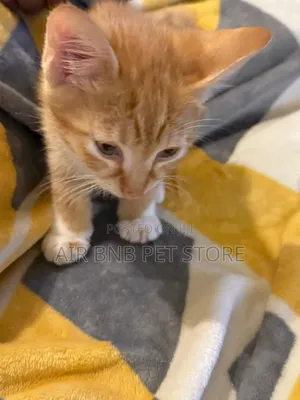 1-3 months Male Mixed Breed American Curl
