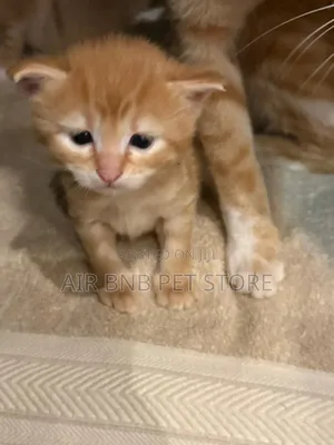 1-3 months Male Mixed Breed American Curl