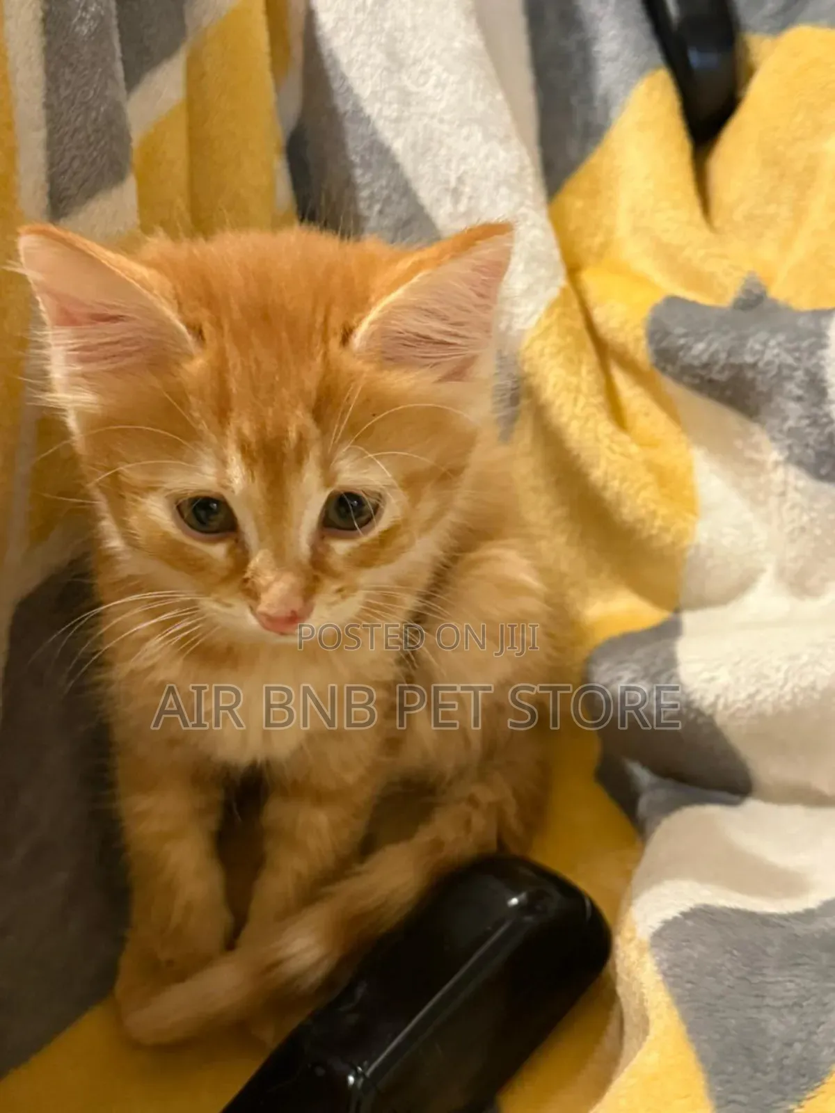 1-3 months Male Mixed Breed American Curl
