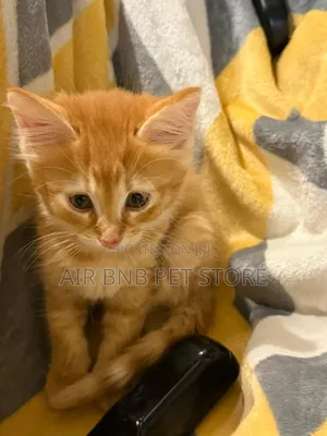 1-3 months Male Mixed Breed American Curl
