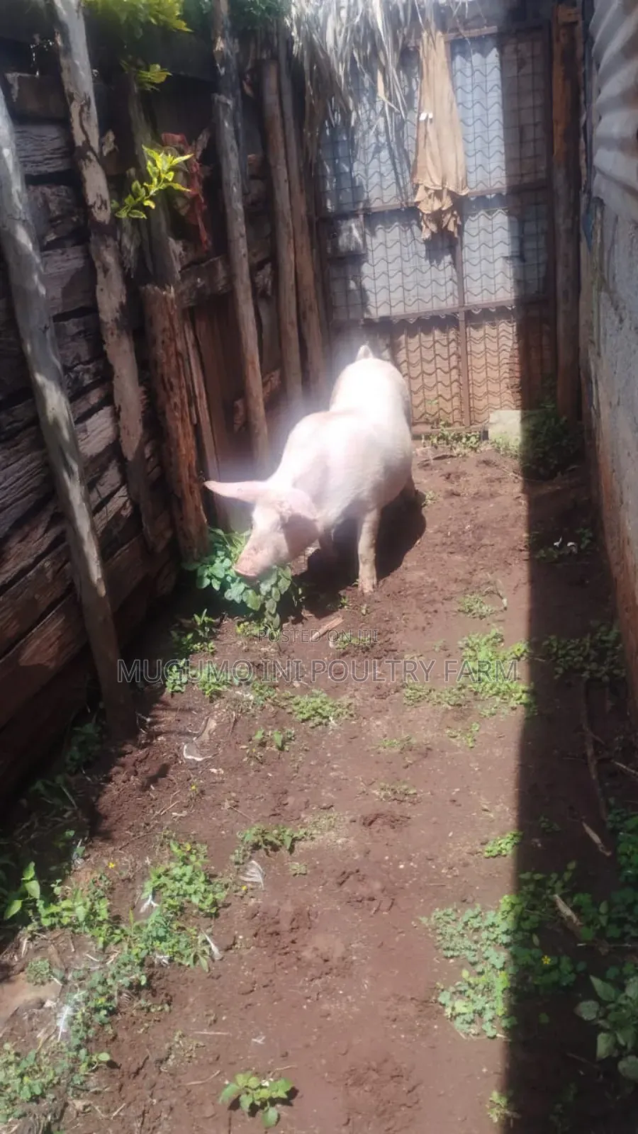 Pregnant Gilt
