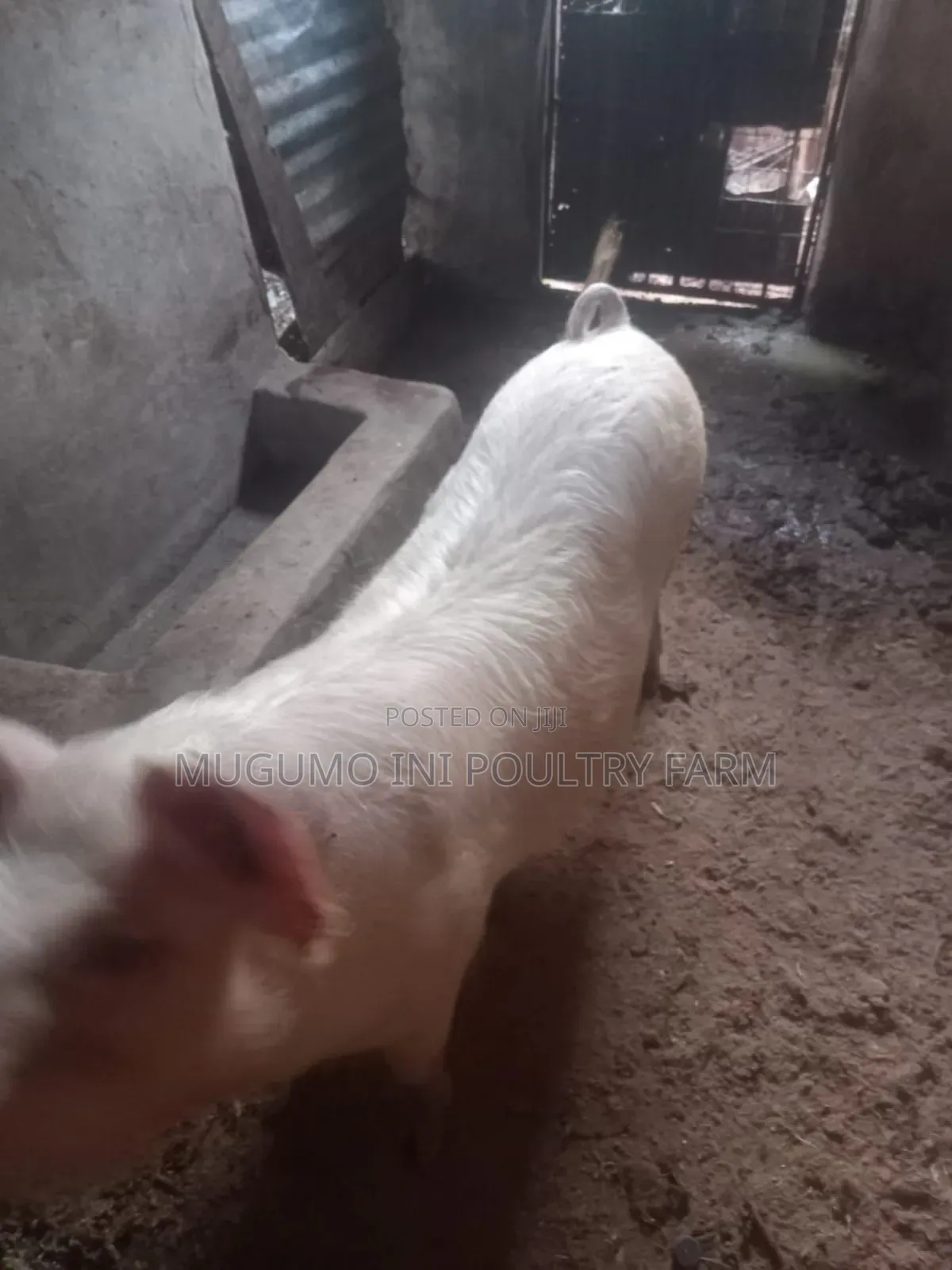 Pregnant Gilt