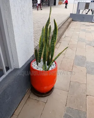 Oxygen Plant, Snake Plant in Pots , in House Landscaping