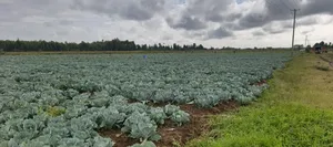 Ndaragwa 100 Acres Fully Functional Land For Sale