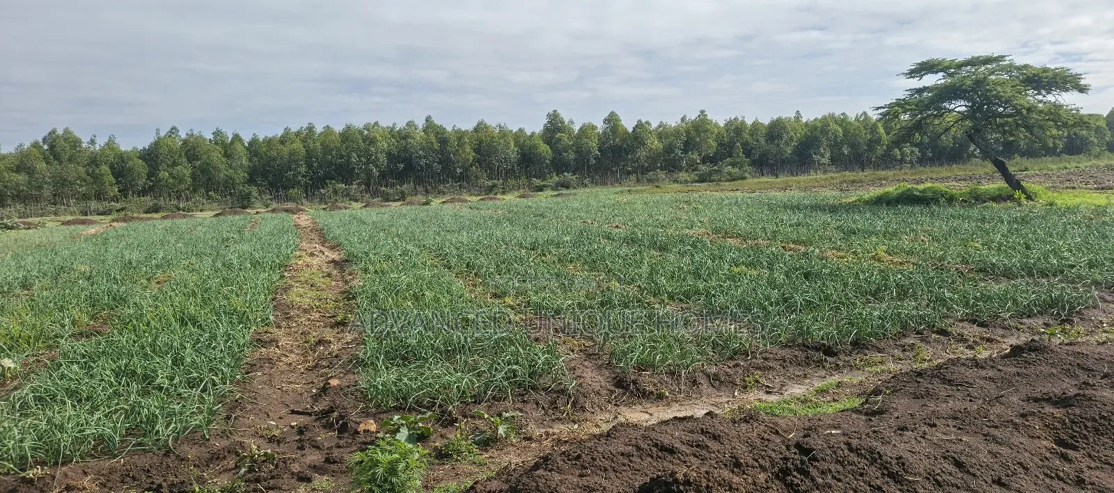 Ndaragwa 100 Acres Fully Functional Land For Sale