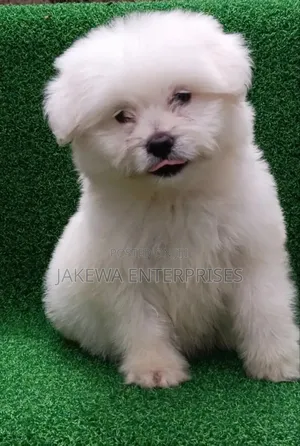 1-3 months Male Purebred Havanese