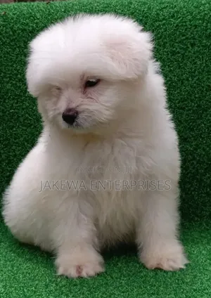 1-3 months Female Purebred Havanese