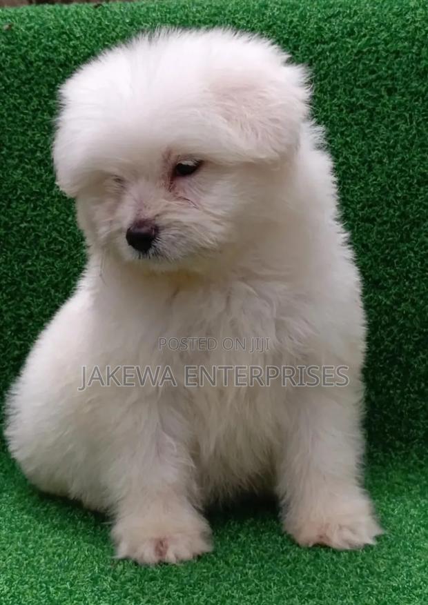 1-3 months Female Purebred Havanese - main view
