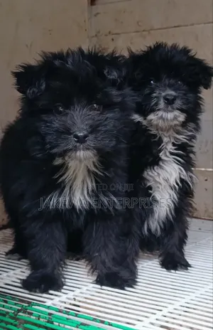 1-3 months Male Purebred Havanese