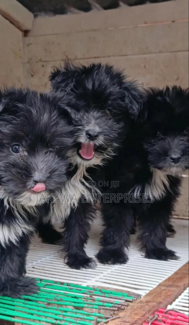 1-3 months Female Purebred Havanese - main view