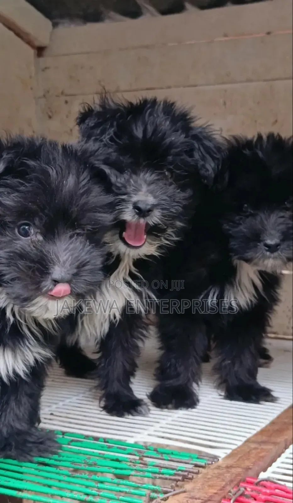 1-3 months Female Purebred Havanese