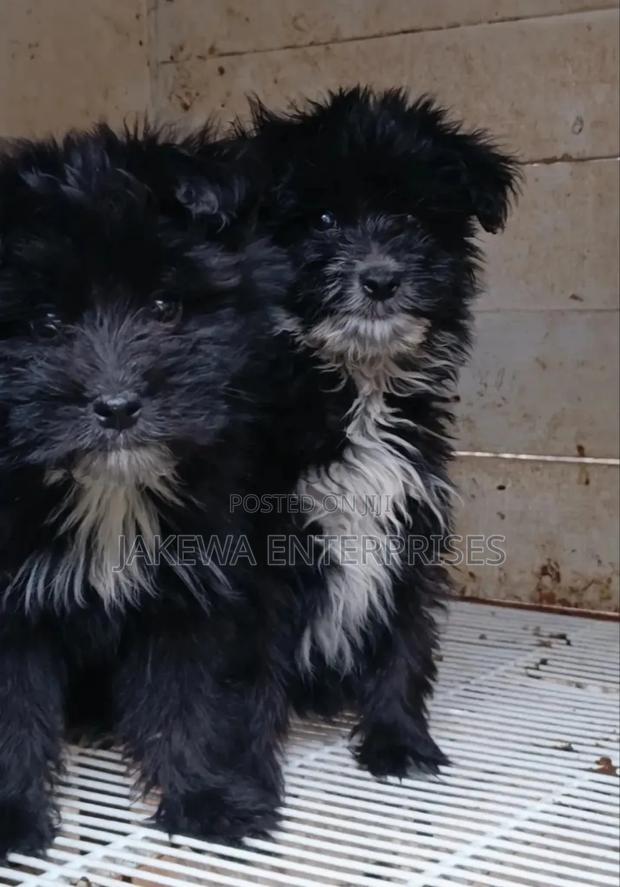 1-3 months Male Purebred Havanese