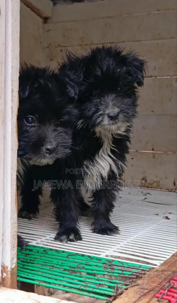 1-3 months Male Purebred Havanese - main view