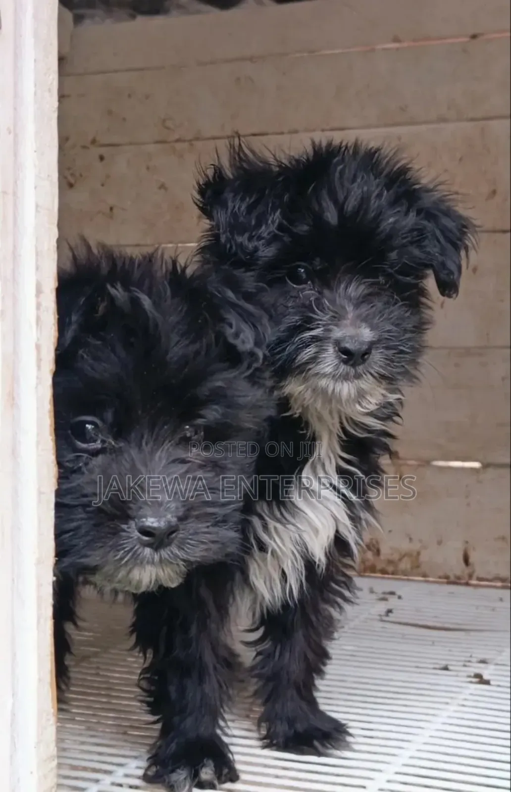 1-3 months Female Purebred Havanese