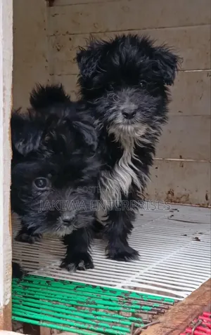 1-3 months Male Purebred Havanese