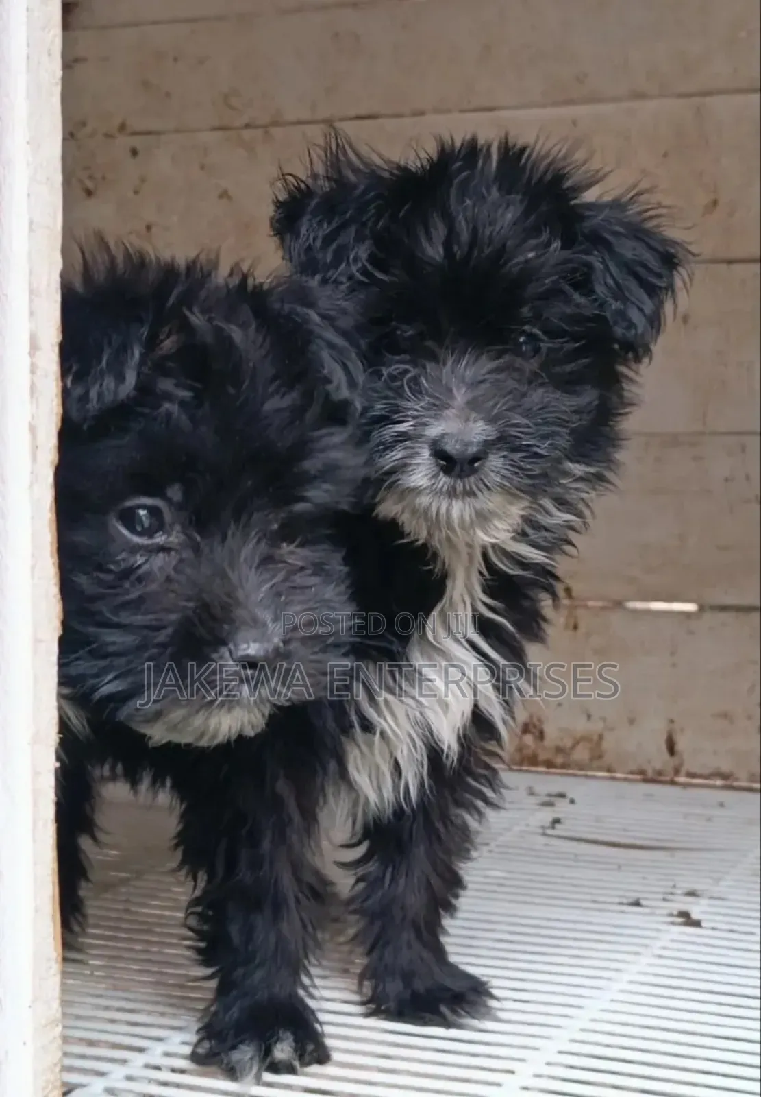 1-3 months Female Purebred Havanese