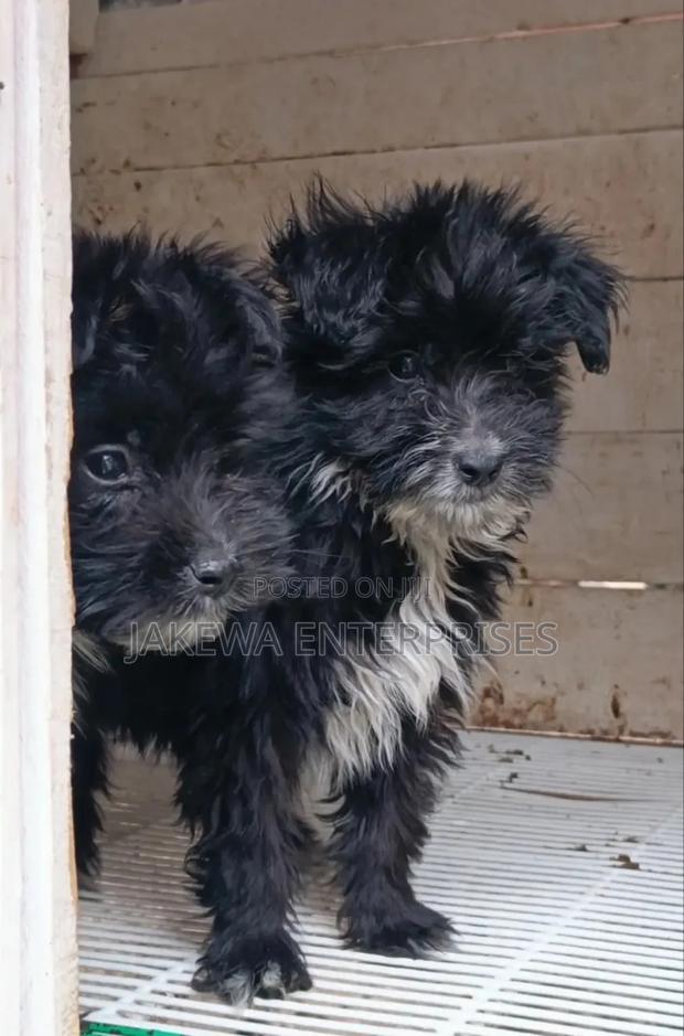 1-3 months Male Purebred Havanese - main view