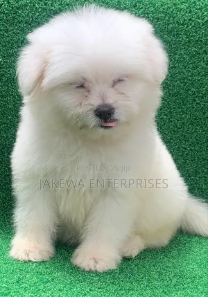 1-3 months Female Purebred Havanese