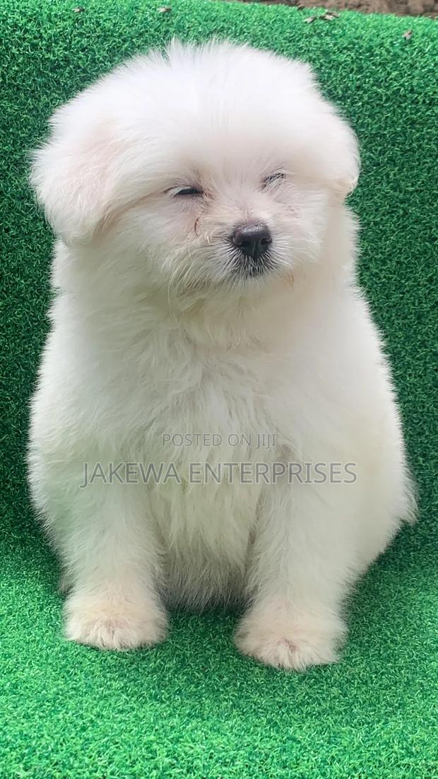 1-3 months Male Purebred Havanese - main view