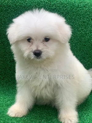 1-3 months Male Purebred Havanese