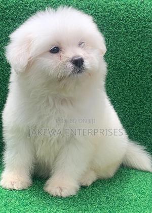 1-3 months Male Purebred Havanese - main view