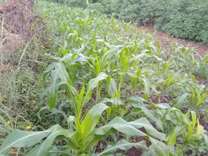 Size 1/2 an Acre , Location. Kikisum.Sondu. Characteristic. Fertile,